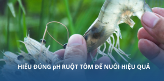 Hiểu đúng pH ruột tôm để nuôi hiệu quả